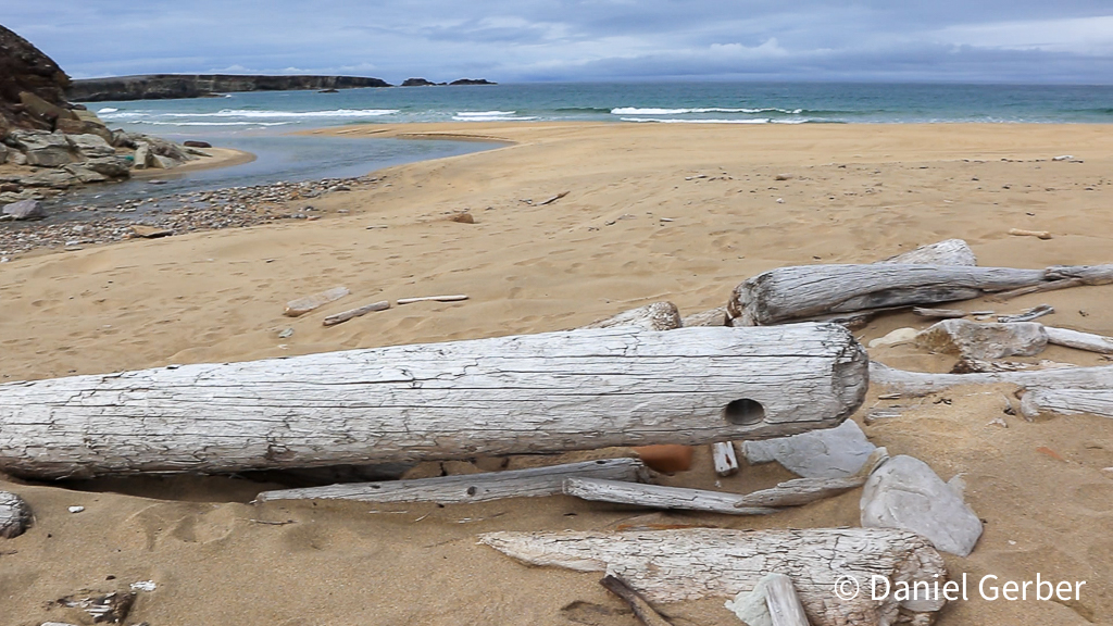 Stranded driftwood, logs on the beach or Nordhamna, Bjørnøya