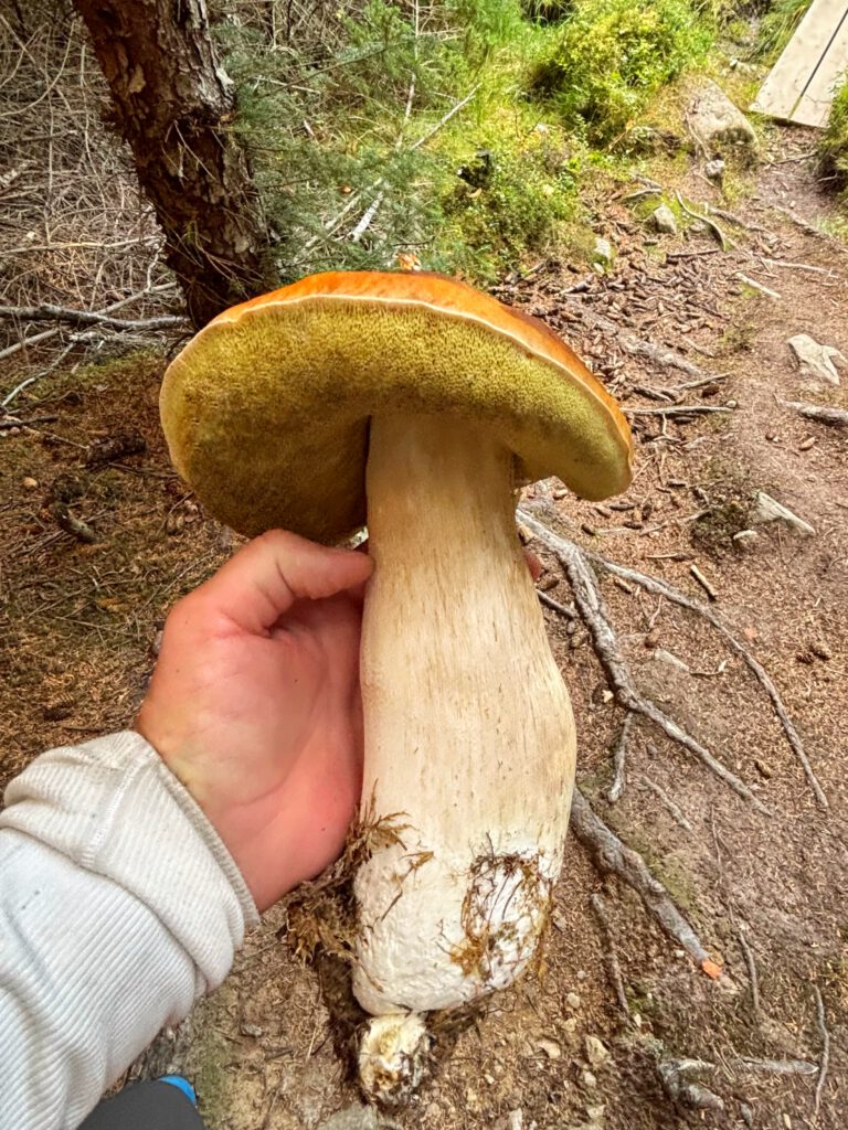Huge bolt mushroom / Steinsopp foraged in the woods