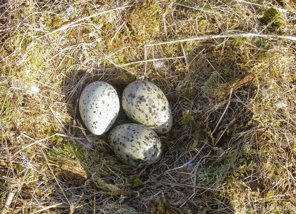 A bird's nest with 3 eggs