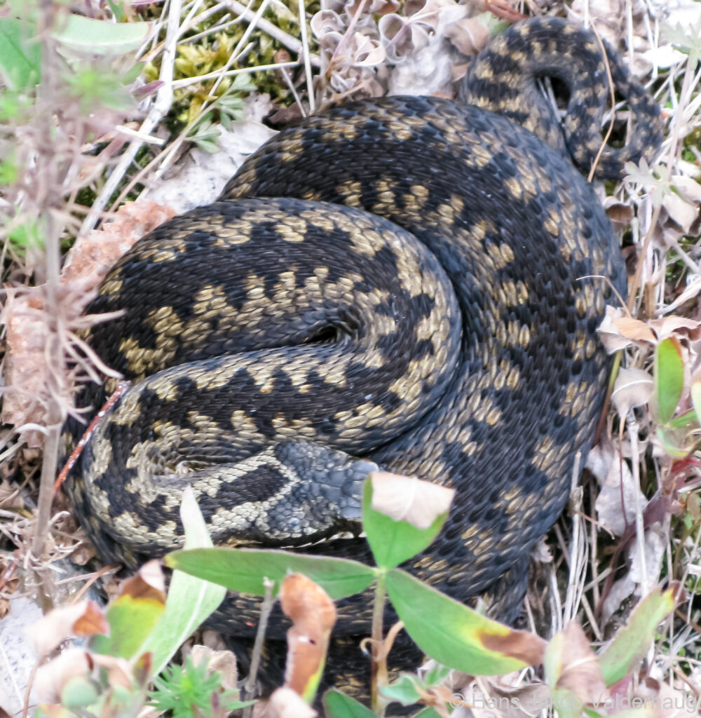 Picture of a venomous hoggorn, black adder, viper beers that can be found in Norway up to the Arctic circle